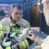 Harder Feuerwehr rettete in Pkw eingeklemmte Katze