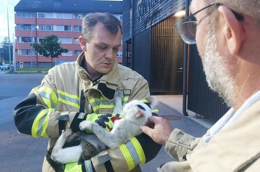 Der Stubentiger fühlte sich danach wieder pudelwohl. Feuerwehr hard