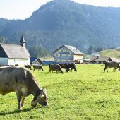 BH gibt Problemwolf zum Abschuss frei