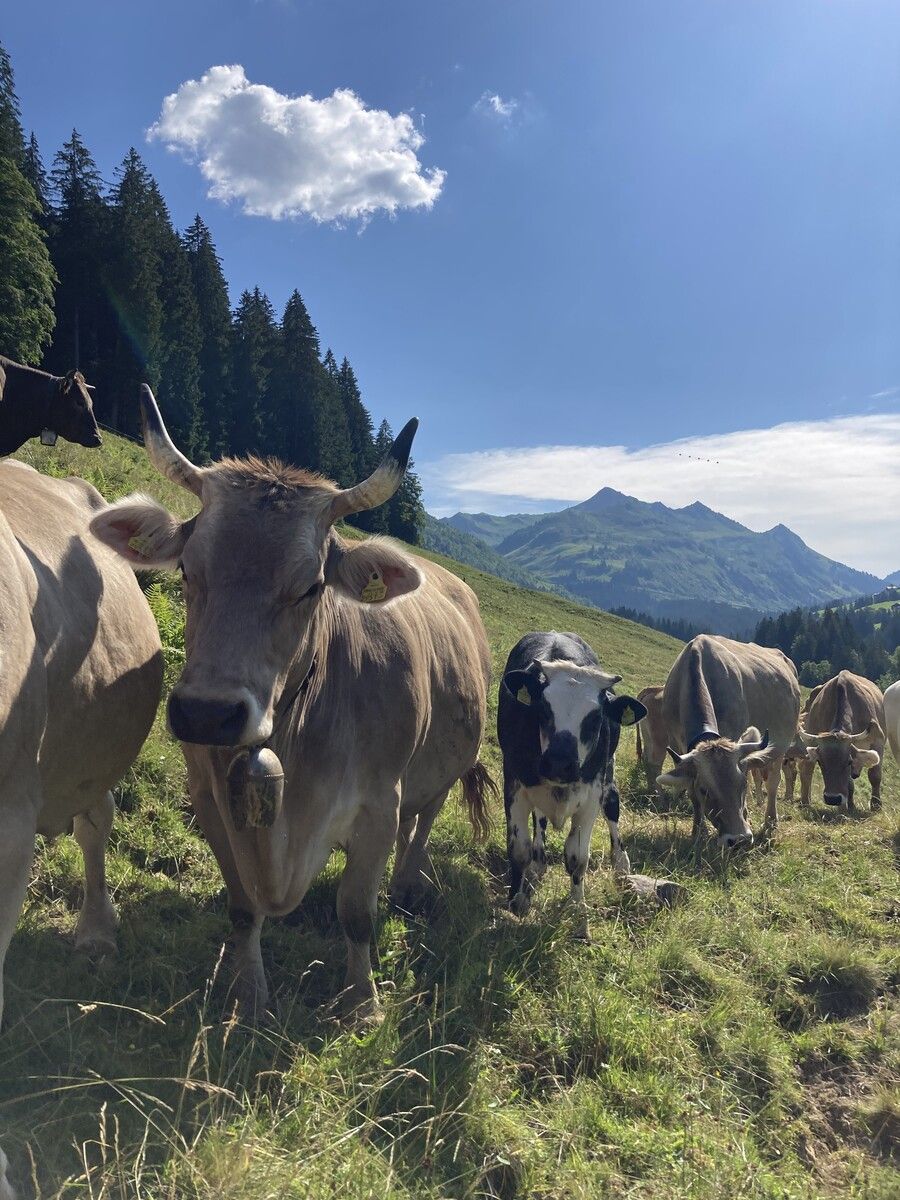 Die Mutterkuhherde der Martins steht aktuell auf der Alpe. Die Rinder ernähren sich von dem, was dort wächst. Zugekauftes Futter gibt es nicht.Martinshof