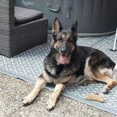 Dornbirnerin bei Cobra-Einsatz verhaftet