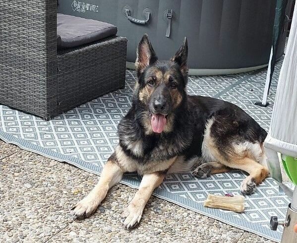 Dieser Schäferhund ging am vergangenen Sonntag auf einen Beamten los.