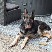 Erschossener Hund wird Fall für die Justiz