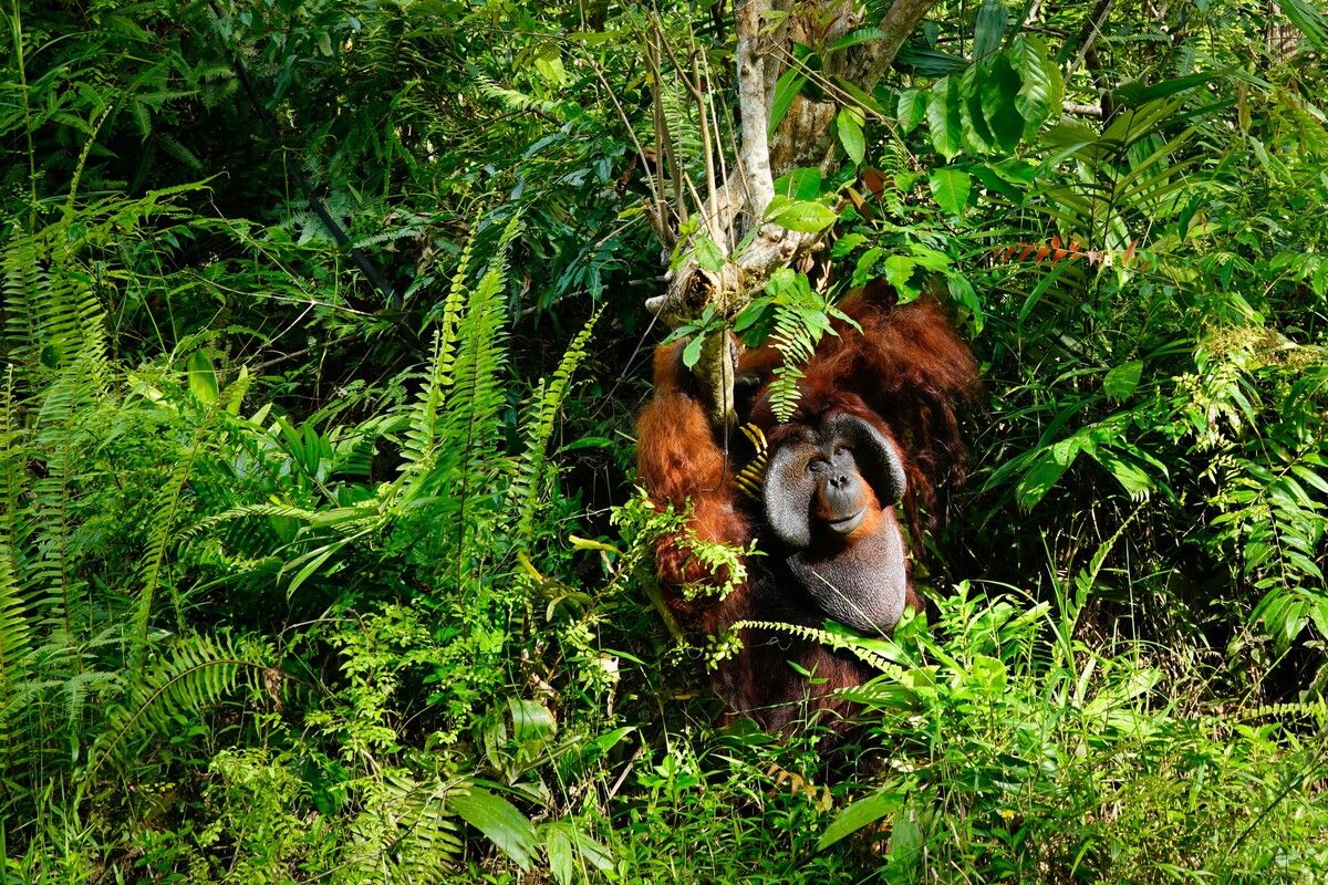 Ein geretteter männlicher Orang-Utan lebt in einem geschützten Reservat der gemeinnützigen Organisation Borneo Orangutan. AFP