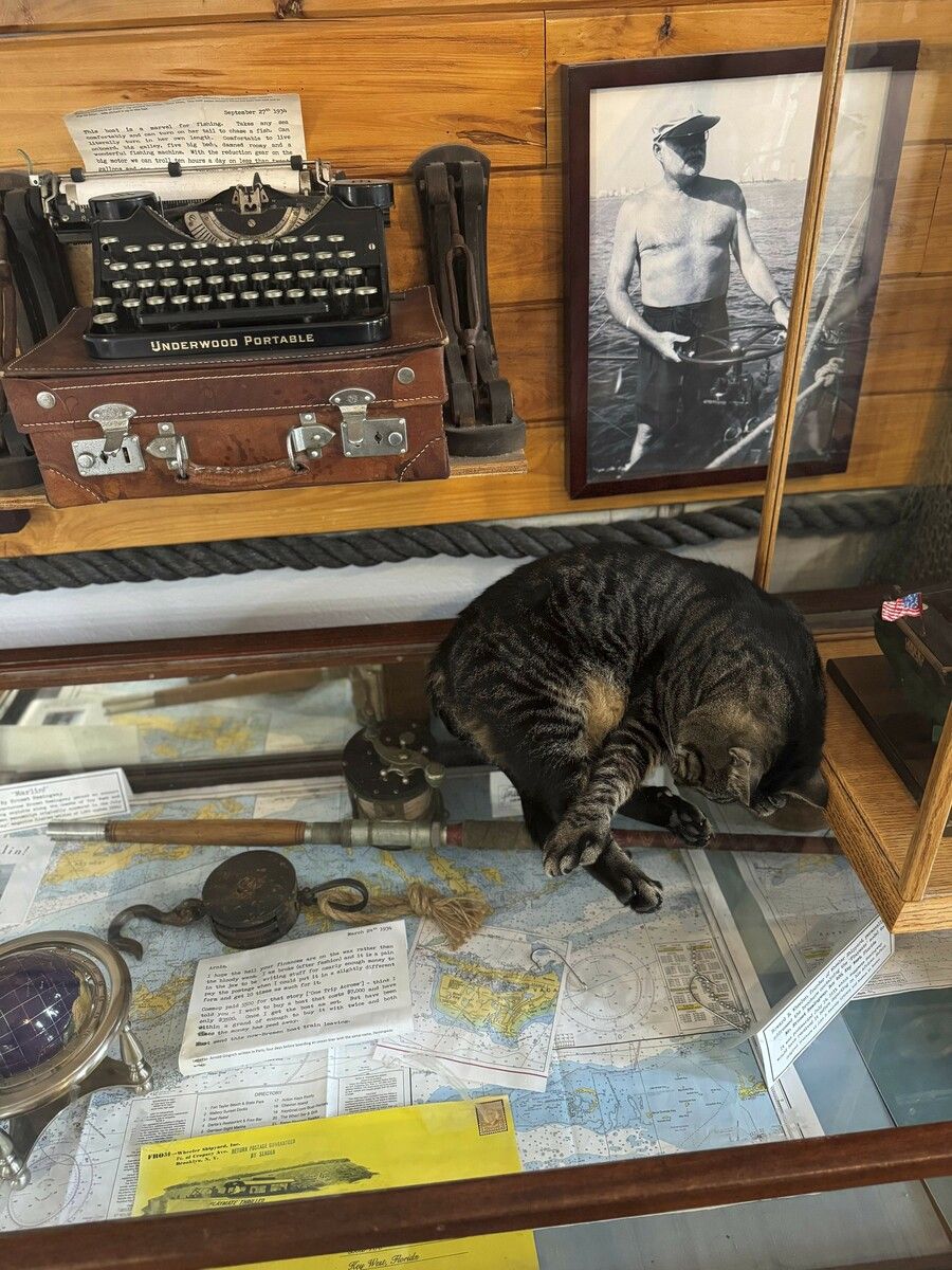 Eine Katze macht es sich auf Ernest Hemingways ehemaligem Schreibtisch im heutigen Museum in Key West, Florida, bequem. AP