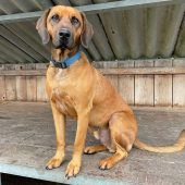 Apollo möchte das Hunde-Abc lernen