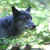 Ein Wolf im Bregenzerwald