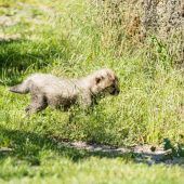 Neue Stars im Zoo
