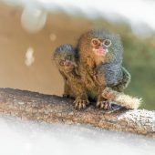 Doppelter Nachwuchs