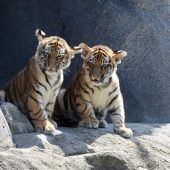 „Tochka“ und „Timur“