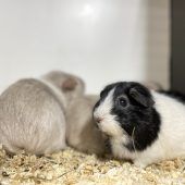 Willi sehnt sich nach liebevollem Zuhause