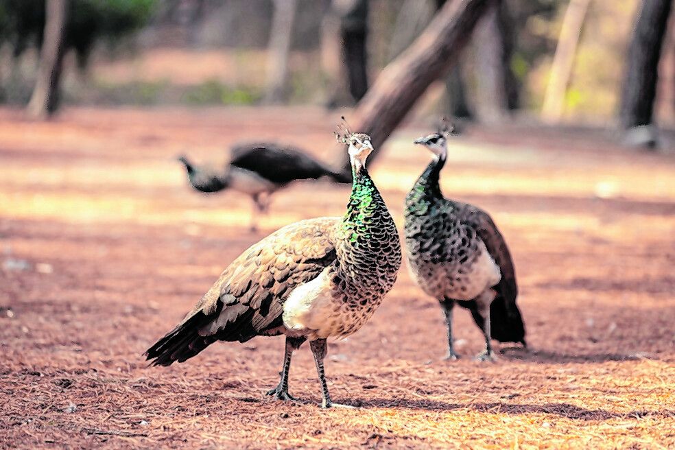 Freilebende Pfaue spazieren durch den Plaka Forest auf Kos.Shutterstock