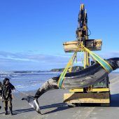 Extrem seltener Wal in Neuseeland entdeckt