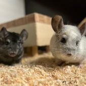 Django und das Chinchilla-Quartett