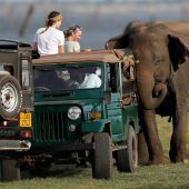 Tourist aus Spanien bei Safari in Afrika von Elefant getötet