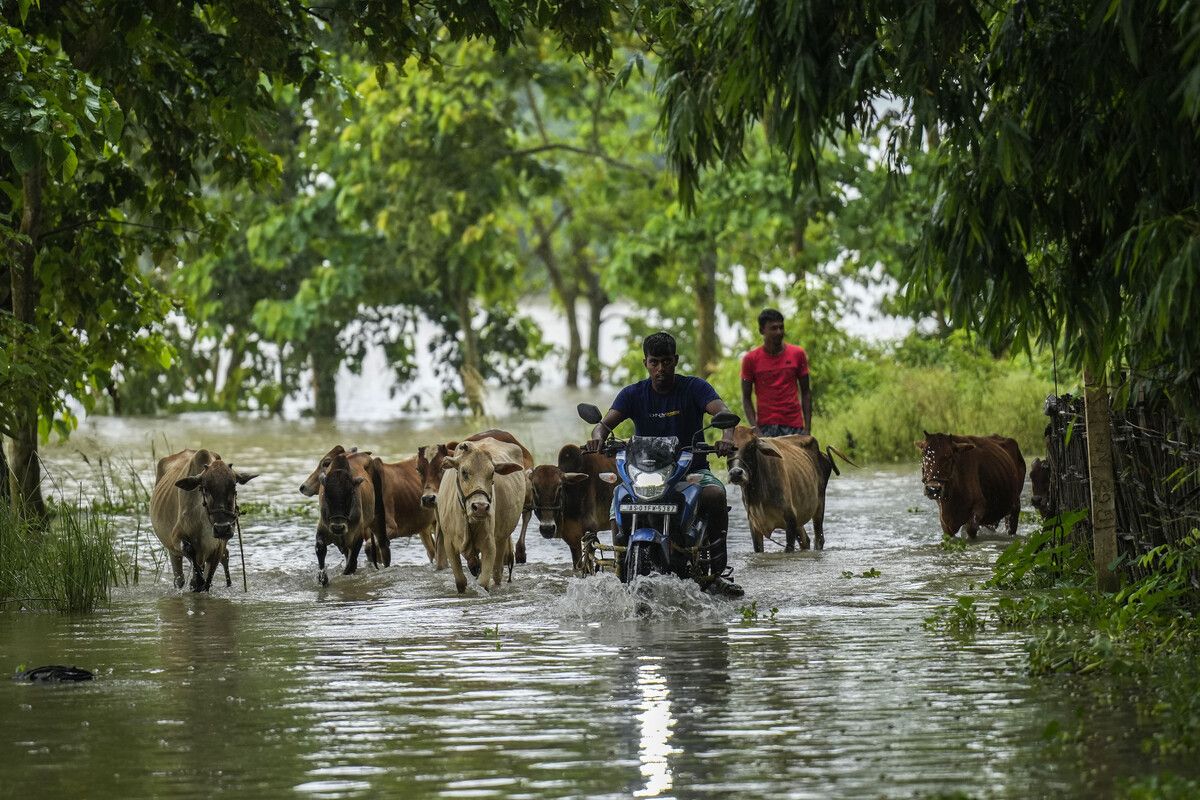 Nach schweren Regenfällen haben Bewohner des nordöstlichen indischen Bundesstaats Assam mit Überschwemmungen zu kämpfen. AP