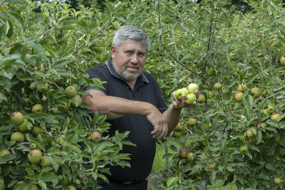 Obstbauer Alois Greiner in seinem Apfelanbau in Gaißau, in dem das Unwetter eine Spur der Verwüstung anrichtete. VN/Paulitsch (3)