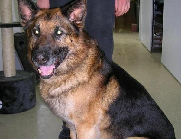 Schäferhund wurde mit Schüssen aus einer Dienstwaffe getötet. symbol/vn