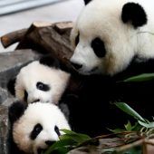 Wieder Panda- Nachwuchs erwartet