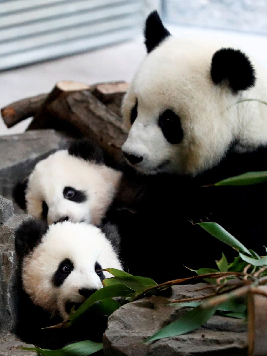 2019 war Meng Meng zum ersten Mal trächtig und brachte Zwillinge zur Welt. ⇒Reuters