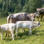 Bergbauer: „Heuer war das Wetter extrem“