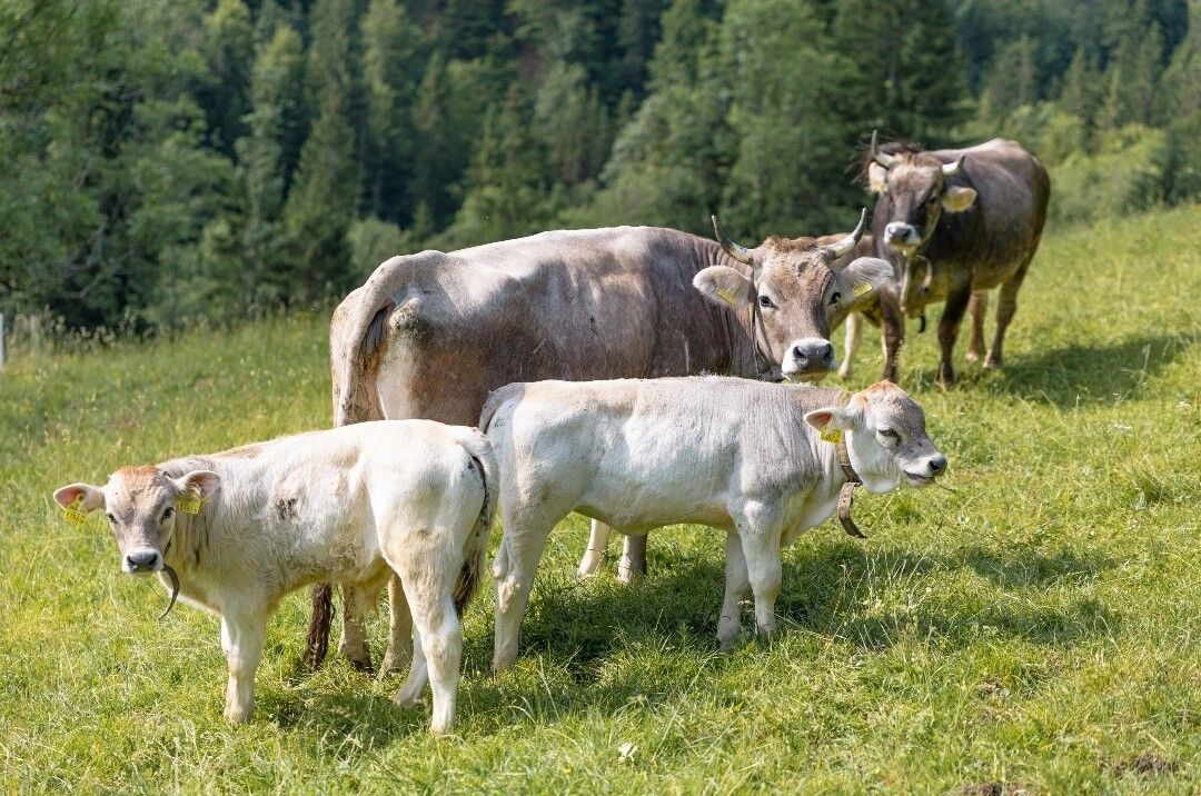 Am Bergbauernhof der Familie Held erfolgt die Aufzucht der Jungtiere muttergebunden, die Kühe bekommen kein Kraftfutter.⇒privat