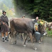 2500 Tiere kommen von den Alpen