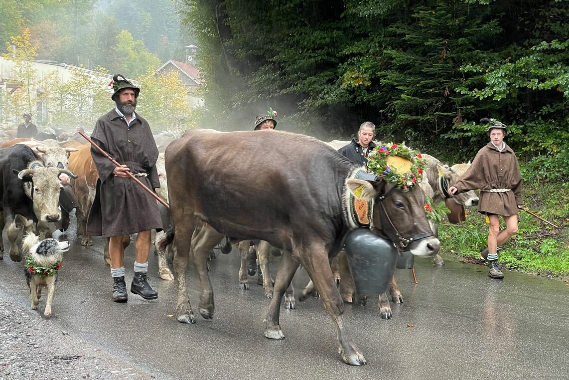 An drei Terminen wird in Dornbirn das Ende des Alpsommers gefeiert. ⇒Stadt