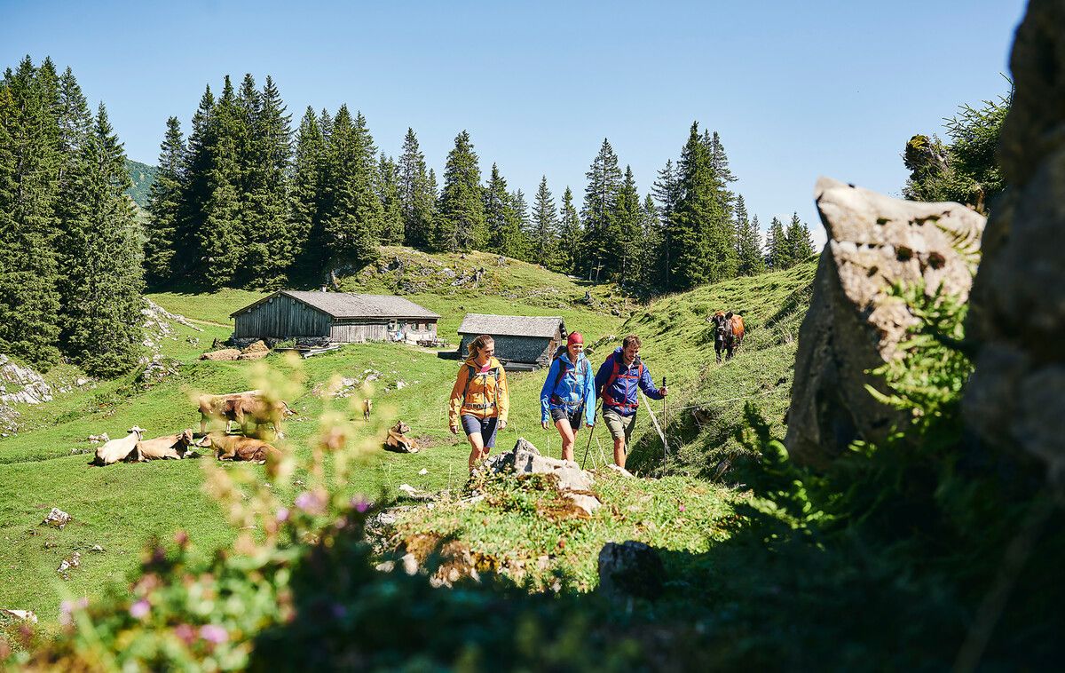 Auch die Obersattelalpe in Au ist ein beliebtes Wanderziel. ⇒BWT/Kaiser