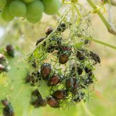 Killerkäfer landet in der Nachbarschaft