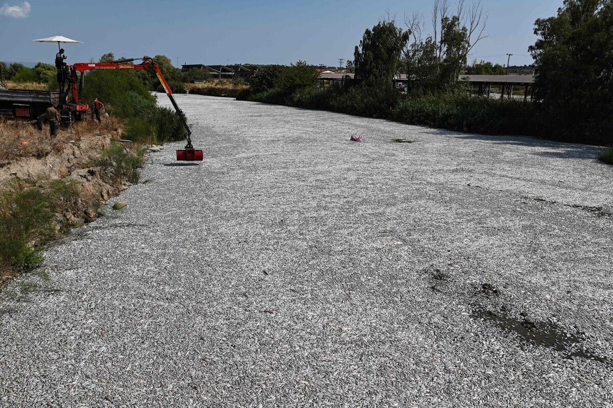 Bis Donnerstagmorgen wurden mehr als 70 Tonnen toter Fische beseitigt.⇒AFP