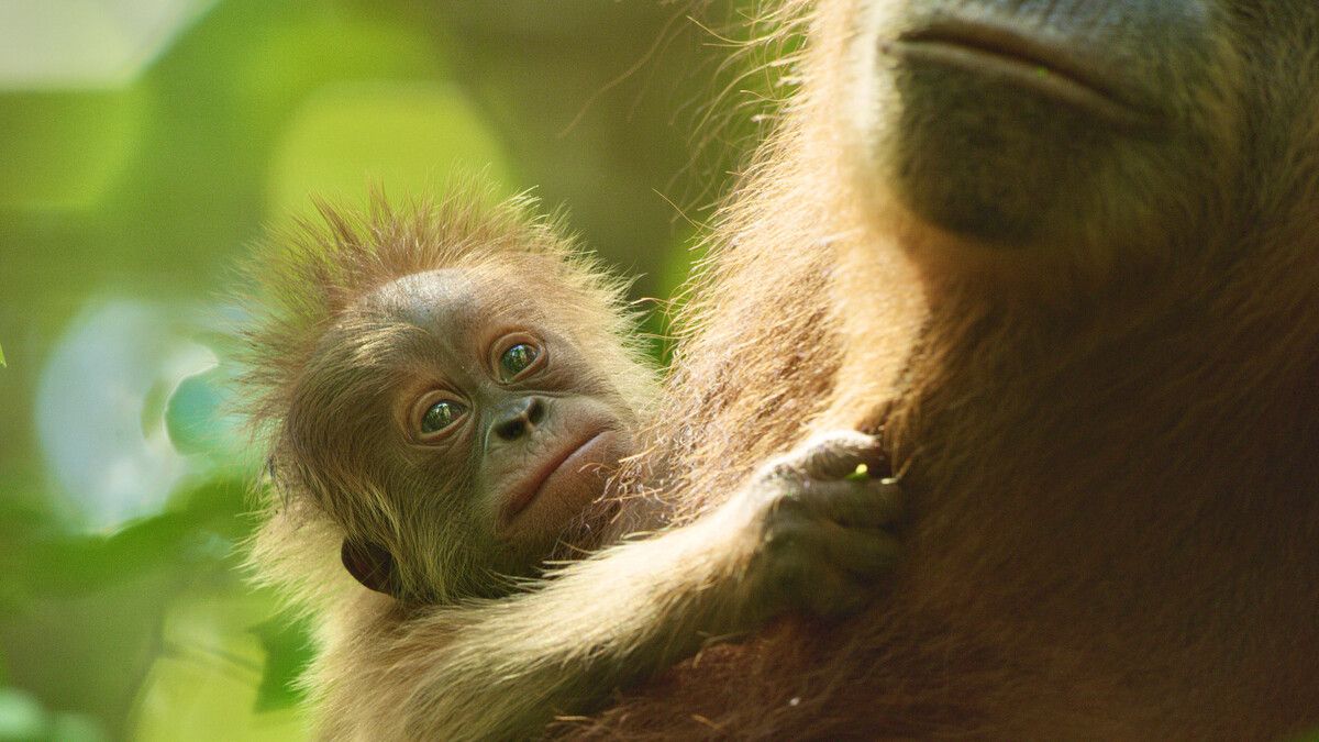 Dem geheimen Leben der Orang-Utans ist diese spannende Dokumentation auf der Spur.⇒Courtesy of Netflix 