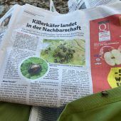 Japankäfer nutzt Urlaubslektüre