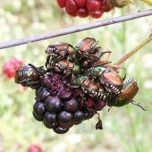 Horrorinsekten im Anflug
