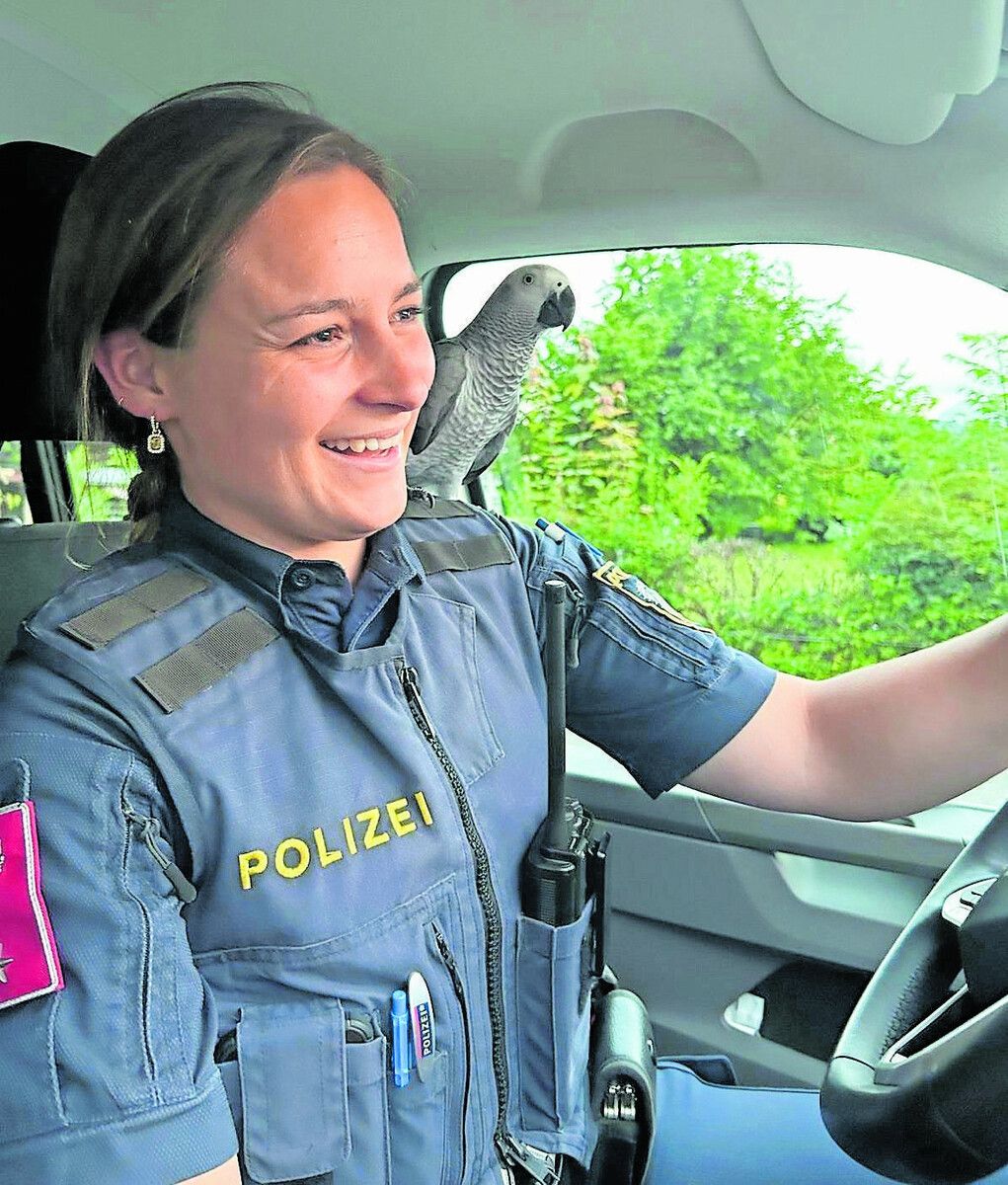 Der Papagei machte es sich auf der Schulter der Inspektorin gemütlich.⇒ polizei