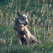 Des Wolfs letzte Momente