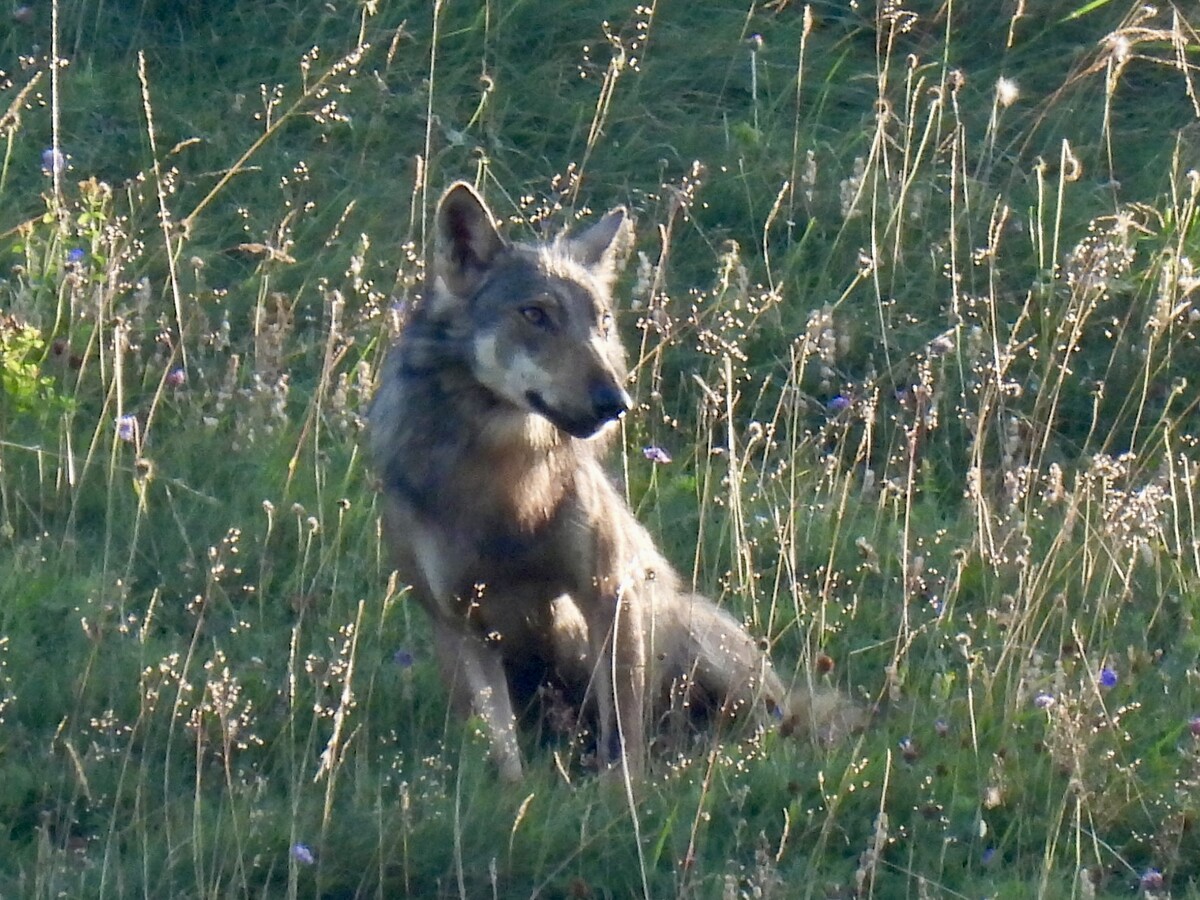 Der Wolf am Mittwochmorgen, etwa um 7.20 Uhr. Kurz danach dürfte er von den Jägern erlegt worden sein.⇒Malte Härle