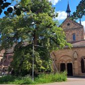 Der Friedensbaum droht zu sterben