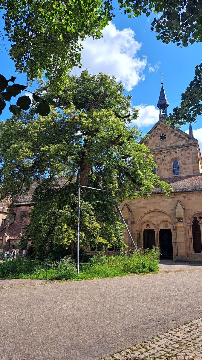 Die Friedenslinde in Maulbronn.