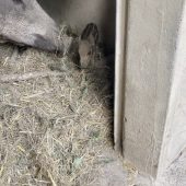 Im Wildpark sind die Schweine los
