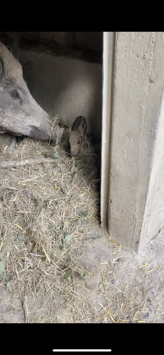 Die frisch gebackene Wildschweinmutter kümmert sich gut um ihre Jungen.⇒VN/LIH