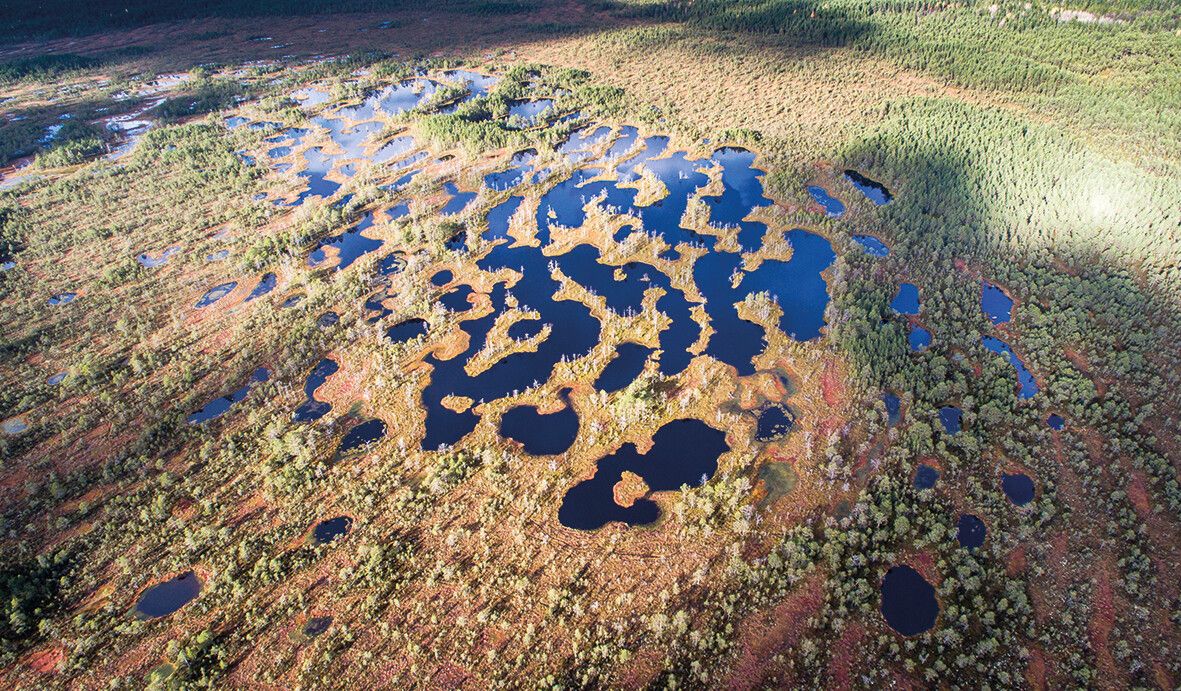 Die unberührte Natur des Lahemaa-Nationalparks. ⇒Mati Kose