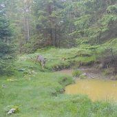 Dem Wolf ging es am Morgen an den Kragen