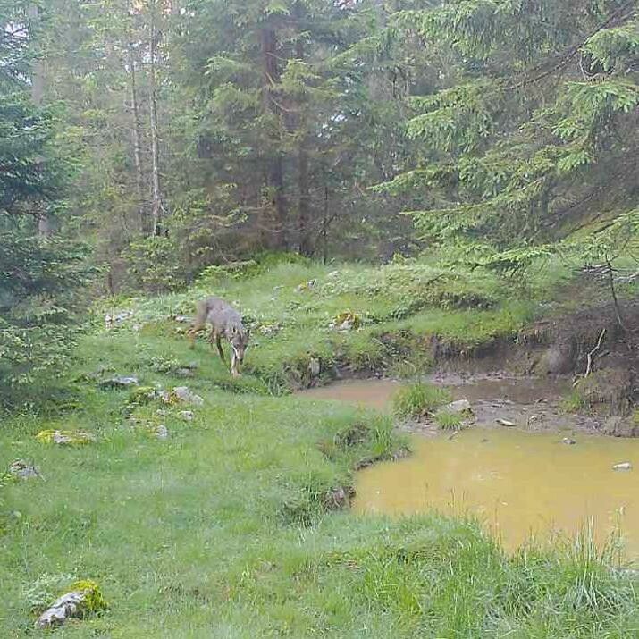 Ein Bild, das einen Wolf im hinteren Bregenzerwald zeigen soll. ⇒Privat