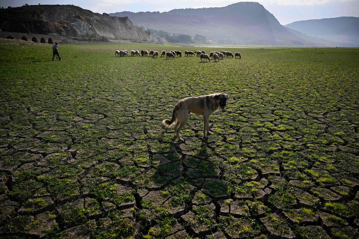 Ein Hund steht neben seiner Herde im ausgetrockneten Stausee Studen Kladenets in Bulgarien. Südeuropa leidet unter einer Dürre. AFP
