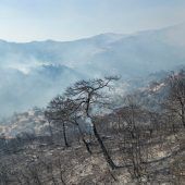 Kampf gegen Waldbrände