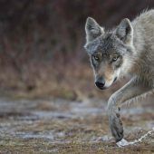Jagd auf Problemwolf