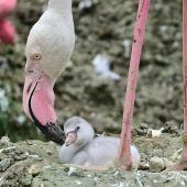 Flauschiger Nachwuchs