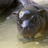 Mini-Hippo wieder fit