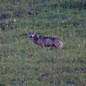 Keine weiteren Wolfsrisse mehr
